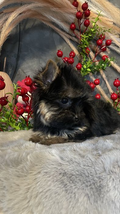 Йорочка-міні дівчинка