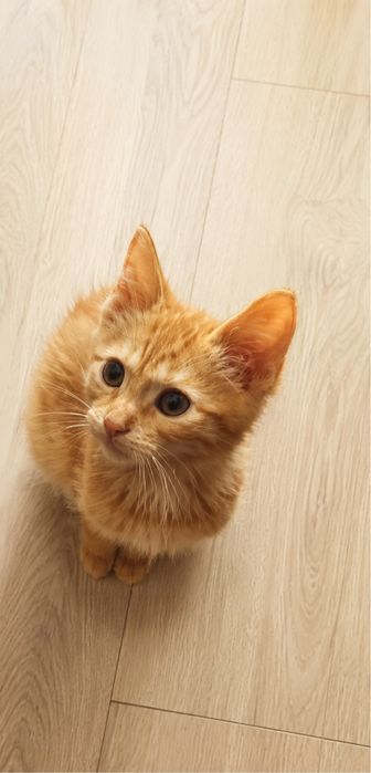 Кошеня котик кіт рижий котенок