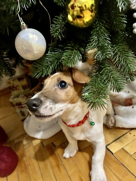 Цуценя Джек рассел красуня дівчинка!