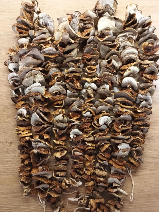 Prawdziwki młode suszone