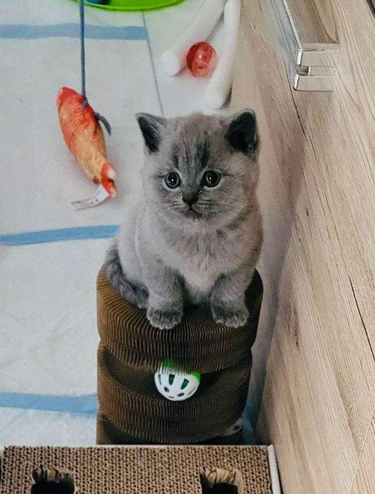 Kocurek Brytyjski Krótkowłosy Niebieski Kotek