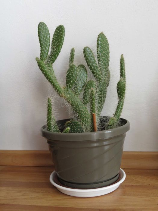 Opuncja, sukulent, 39 cm