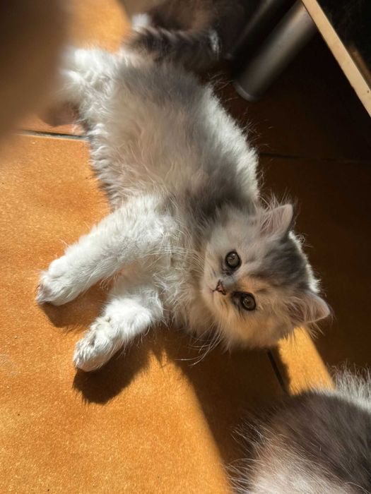 Gatinho bébé c/ 2 meses cor silver british longhair