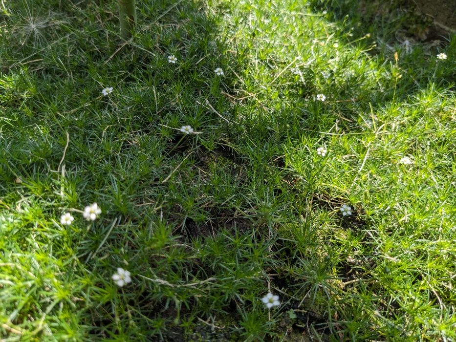 Мох, моховинка шиловидна.