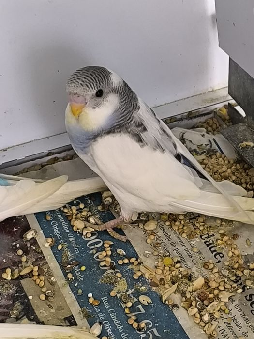 Periquitos  Australianos