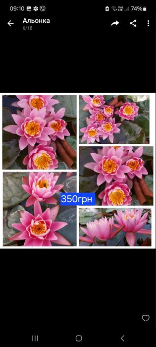 Німфеї, водяні лілії