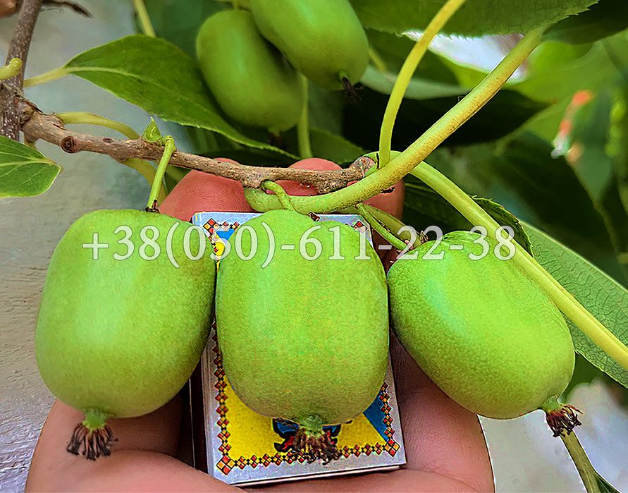 Актинідія (міні-ківі). 1-2-3-4 річні саджанці.