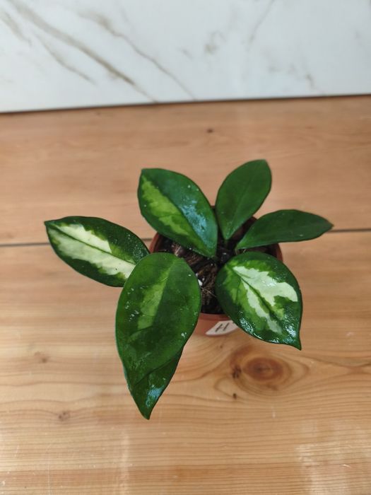 Hoyas ( flor de cera)