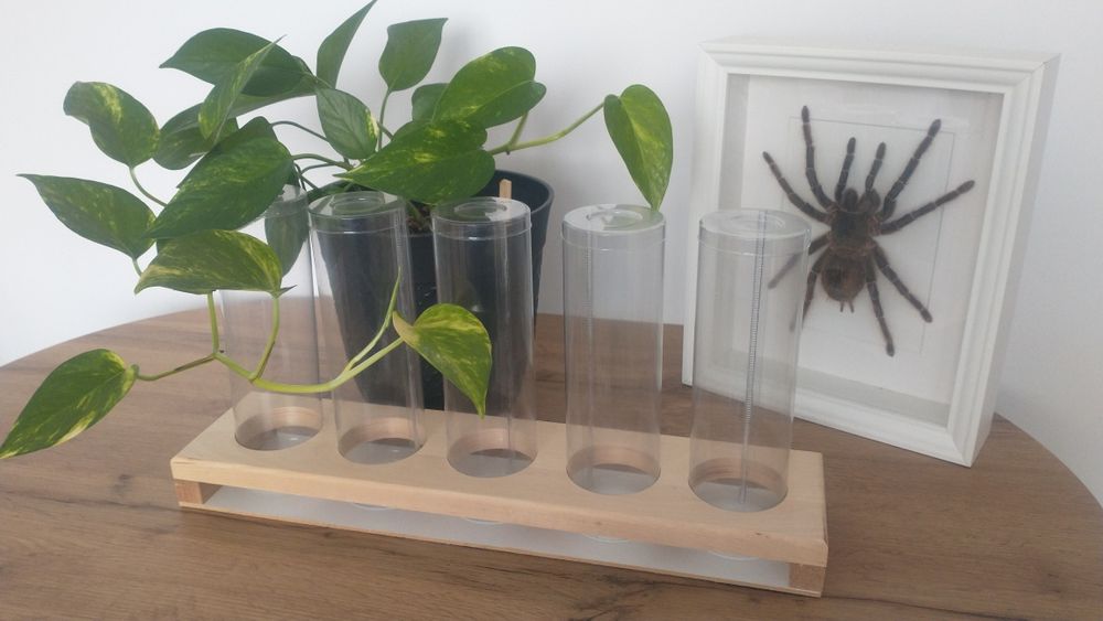 Zestaw hodowlany. Ptasznik, modliszka. Terrarium.