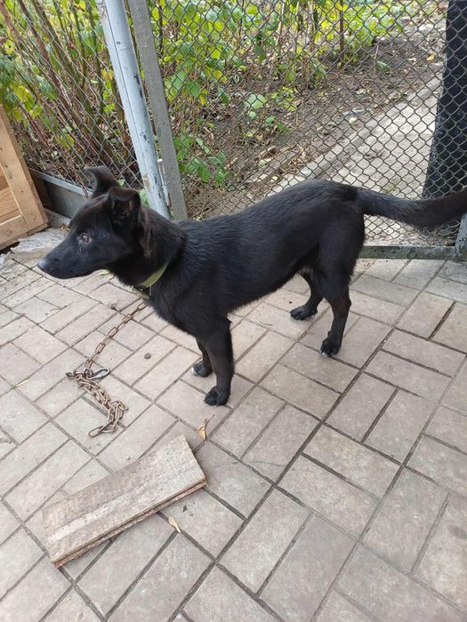 Продам собаку