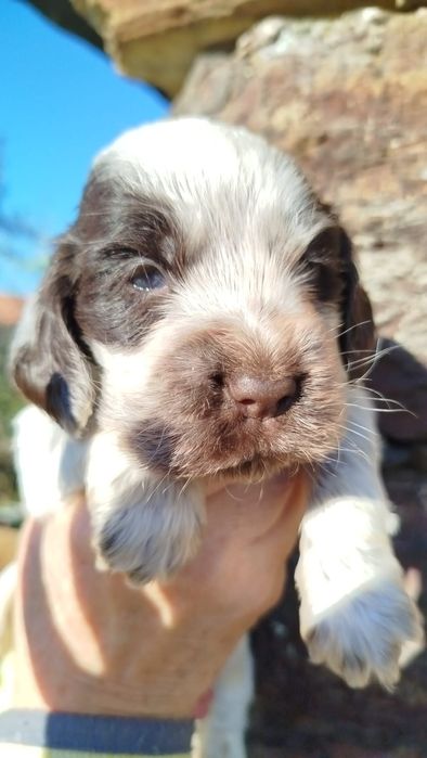 Cocker Spaniel Femea