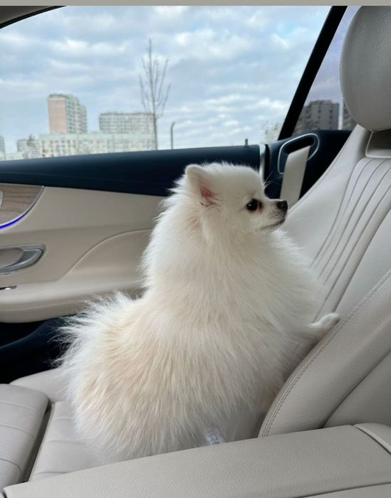 Класнючі  породні хлопчики та  дівчатка))