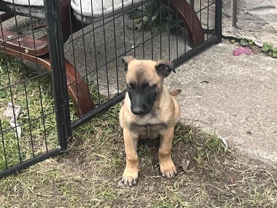 Owczarek Belgijski Malinois szczeniak
