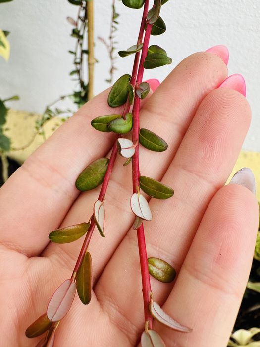 Arbusto ARANDOS SUPER FRUTO