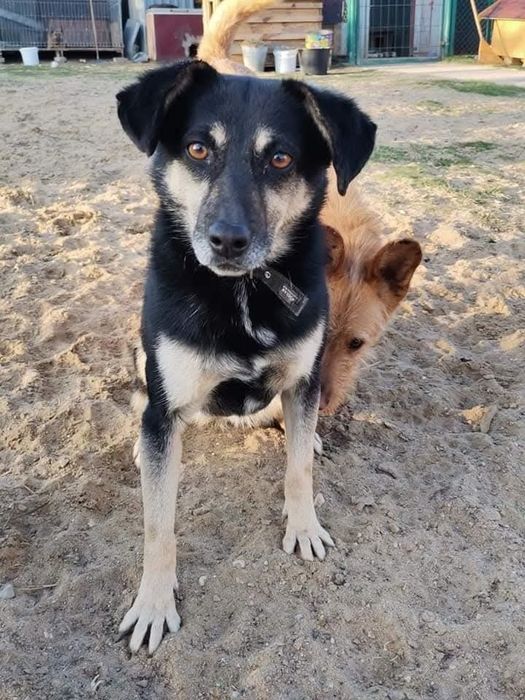 Delikatna , kochana sunia do adopcji