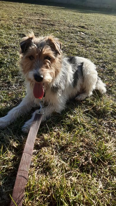 Śliczny młody  piesek Cziko w typie teriera  do adopcji że schroniska.