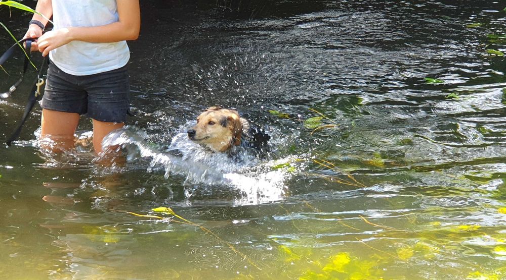 Kochany Jacky szuka domu