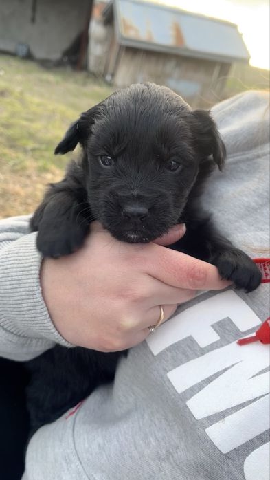 Szczeniaki szukają domu – będą średniej wielkości