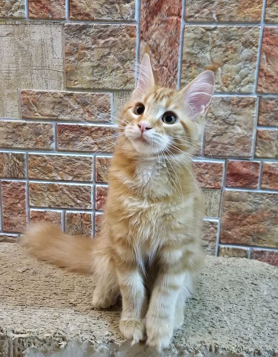 Мейнкуны  разный окрас и возраст ,крупные  с документамиWCF.