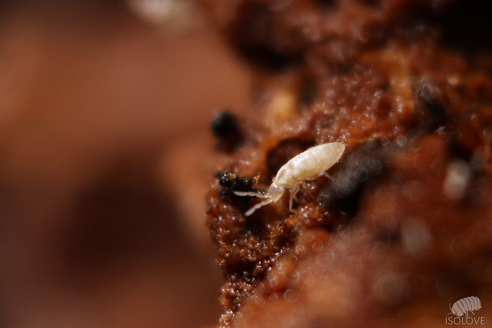 20 x Pseudosinella sp. "ant springtails", skoczogonki sprzątające