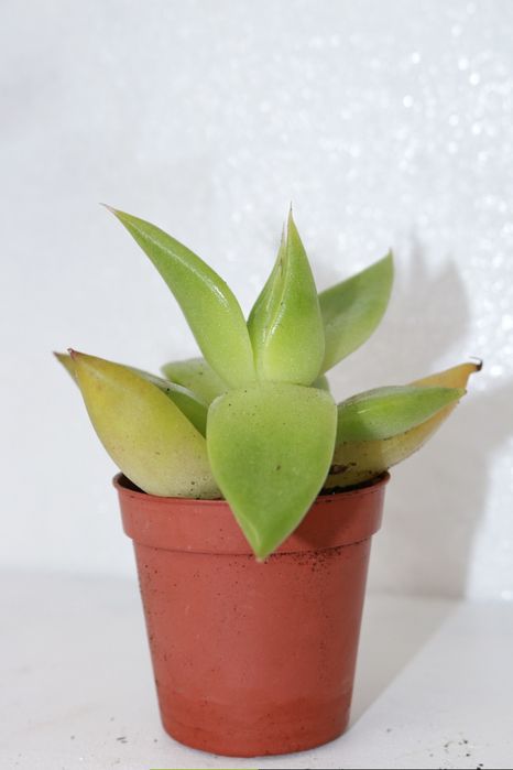 Vendo varias suculentas