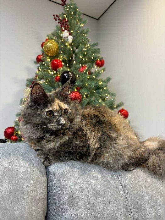 Черепахова дівчинка мейн-кун WCF • ніжна