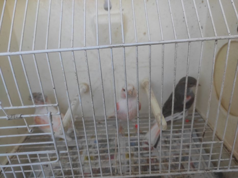 Fêmeas arlequim português