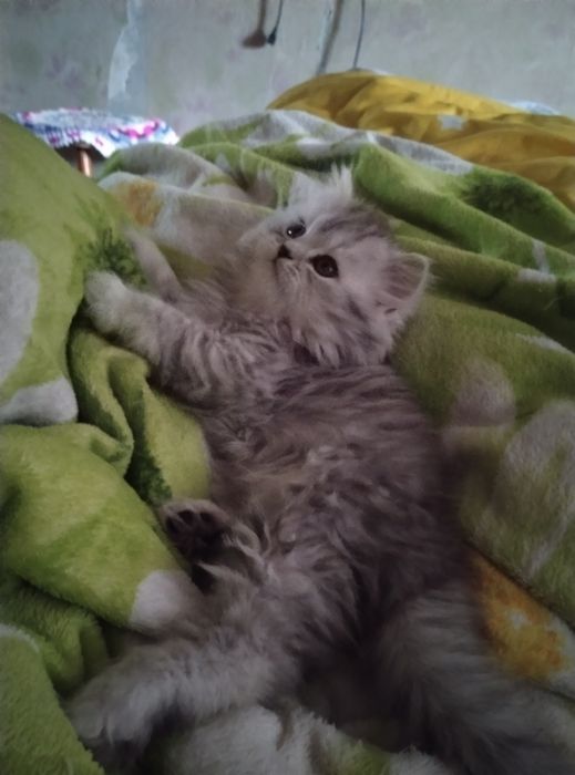 Красунчік шотландський