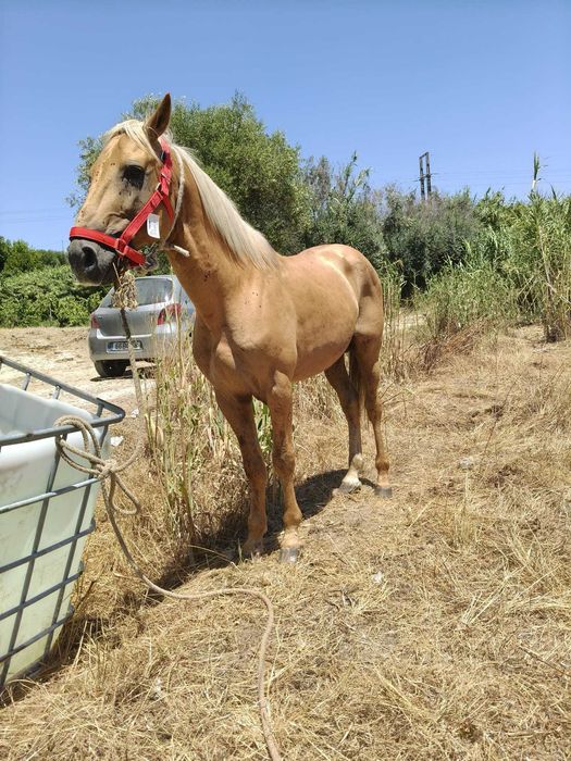 Cavalo palomino 7anos