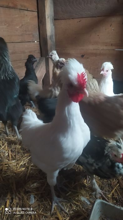 Ozdobne kugutki czubatki