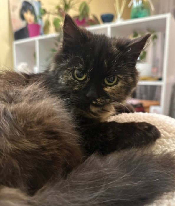 Киця неймовірної краси