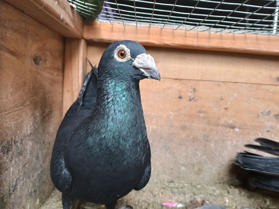 Gołębie pocztowe czarne