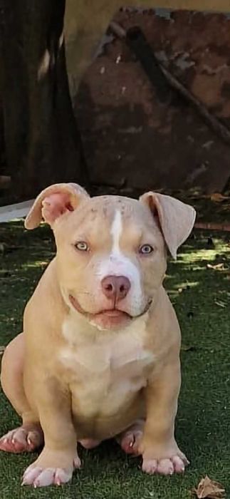American Bully Pocket Fêmea