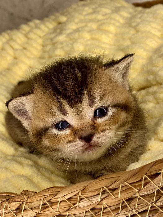 Золотая шиншилла