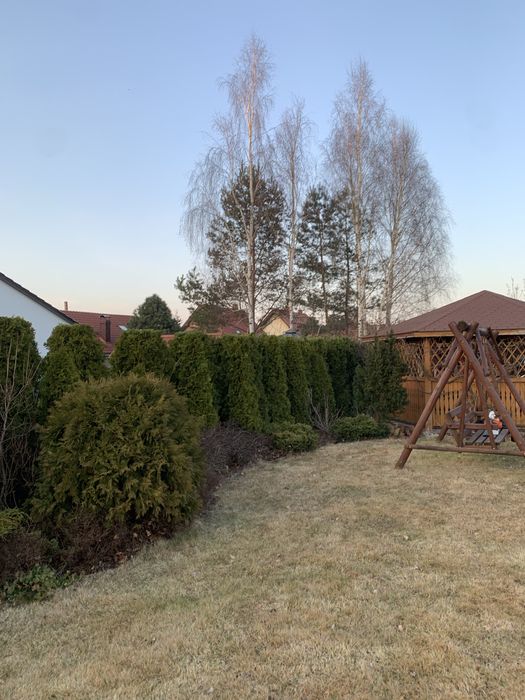 Przycinanie żywopłotów, usługi ogrodnicze