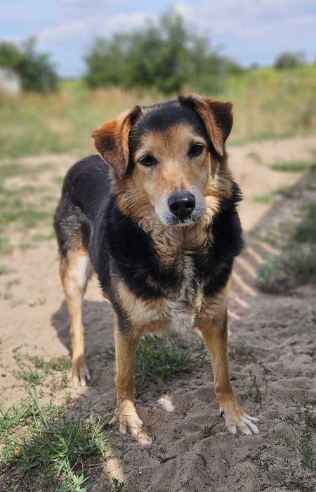 Piesek do adopcji