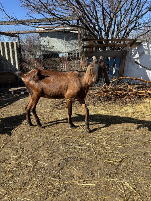 Англо- Нубійська коза