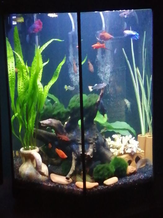 Akwarium Aquel 60L szesciokatne