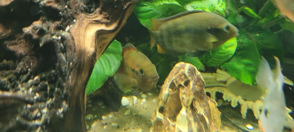 Sprzedam młode pielęgnice miodowe