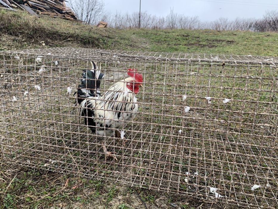 Карликові півники