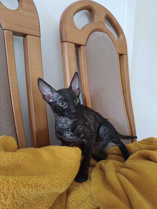 CORNISH REX - Dostępna kotka o imieniu CARMEN Hodowla: MatiMalwa*PL