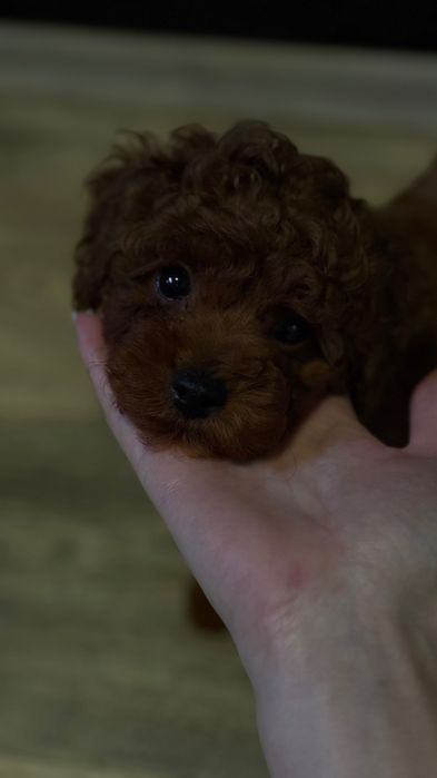 Кукляш Toy poodle, насыщенно темный Red Brown, Китай