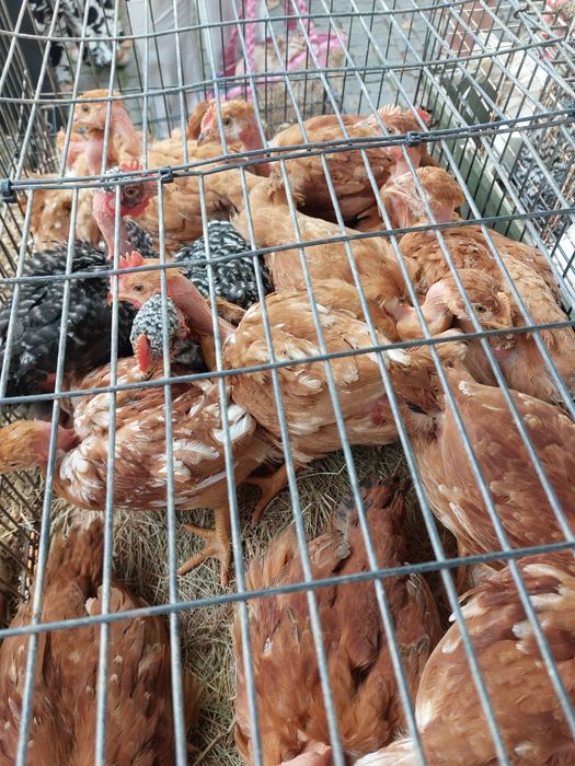 Vários animais galinhas, perus, cordonizes,  garnizas , patos, gansos