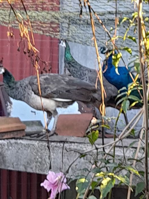 Pavões Adultos , 200€ o casal. Não vendo separado