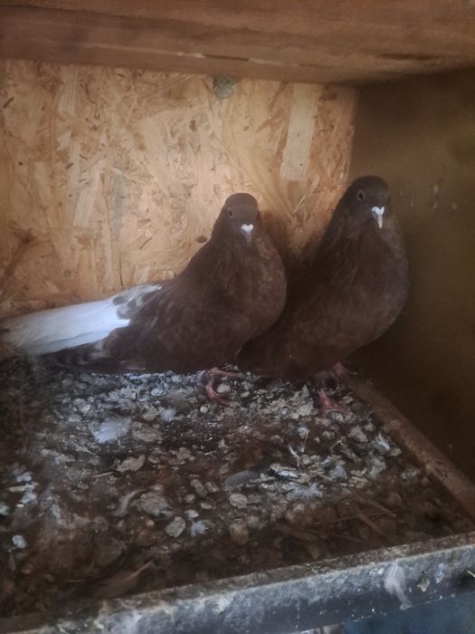 Gołebie orliki para