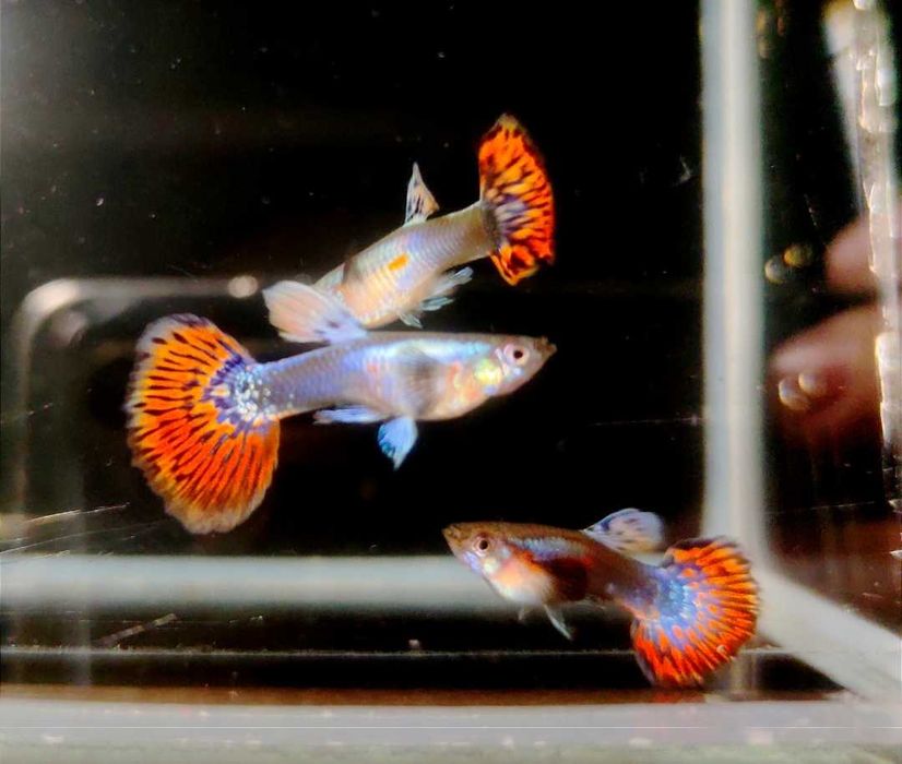 Paletka Red turkus hodowla legalna wysyłka