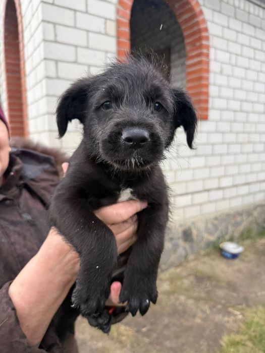 Віддам цуценят безкоштовно