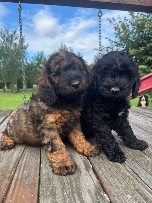 Cockapoo ( Pudel + Cocker spaniel )