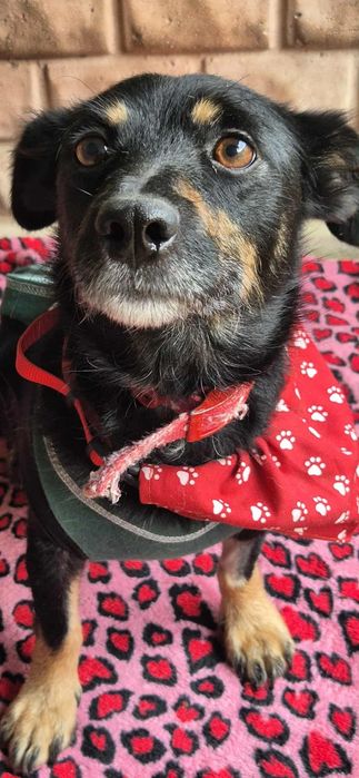 Malutka, delikatna sunia szuka odpowiedzialnego domu