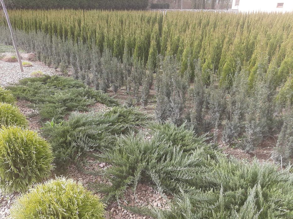 Tuja Szmaragd, Thuja Smaragd, żywotnik, żywopłot